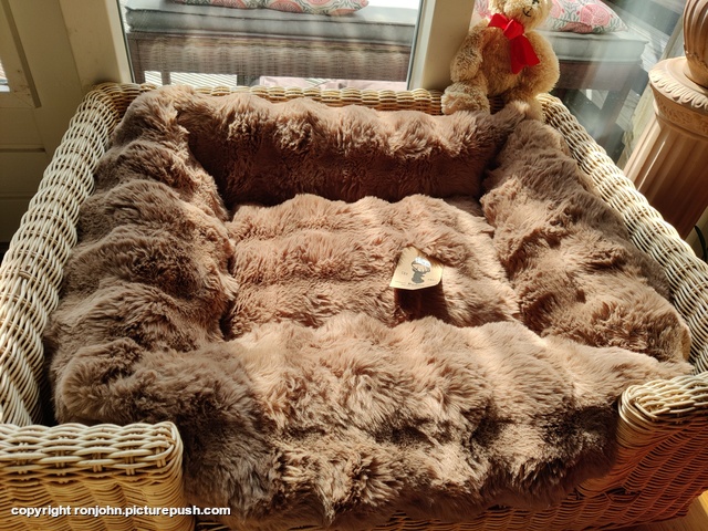 Nieuw kussen voor Dolly 30-03-26 Home 2021 & 2022 & 2023 & 2024 & 2025