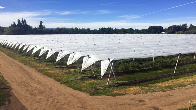 agriculture hailnet4 Picture Box