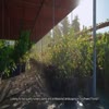 Beltran's Nursery & Landsca... - Beltran's Nursery & Landsca...