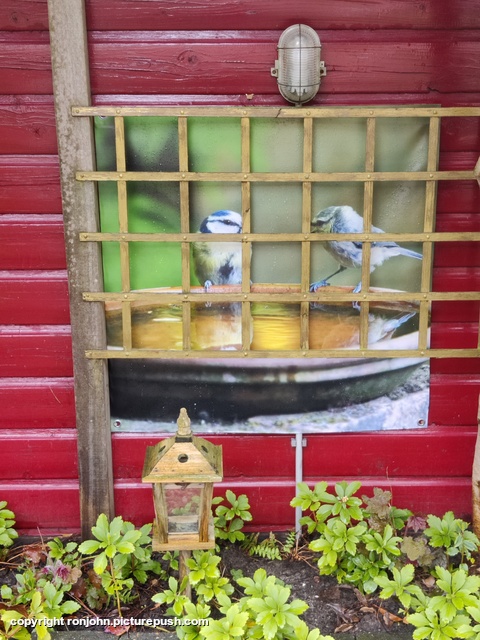 Pimpelmezen op schutting 11-04-26 Garden 2023 & 2024 & 2025 & 2026