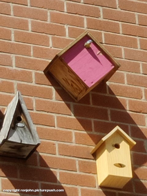 Koolmees vliegt uit 24-04-26 Garden 2023 & 2024 & 2025 & 2026