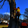 certified-arborist-reports-... - United Tree Services