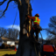 certified-arborist-reports-... - United Tree Services