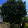 United Tree Care LLC - United Tree Care LLC