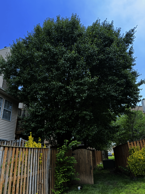 United Tree Care LLC United Tree Care LLC