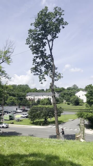 United Tree Care LLC United Tree Care LLC