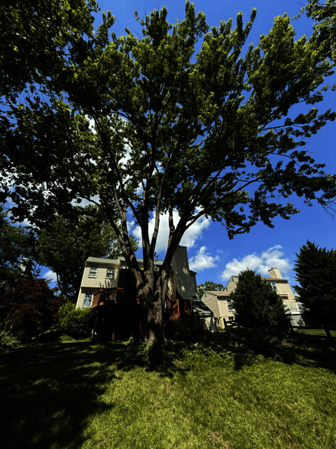 United Tree Care LLC United Tree Care LLC