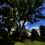 United Tree Care LLC - United Tree Care LLC