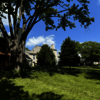 United Tree Care LLC - United Tree Care LLC