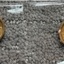 IMG 1366 - Gold