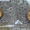 IMG 1368 - Gold