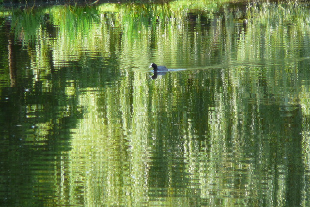 P1020204 Vondelpark