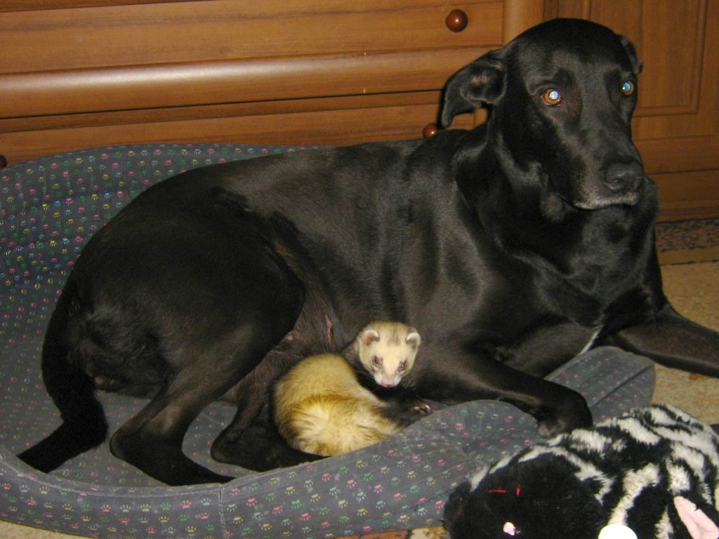 skunksik z lanÄ… 001 - 