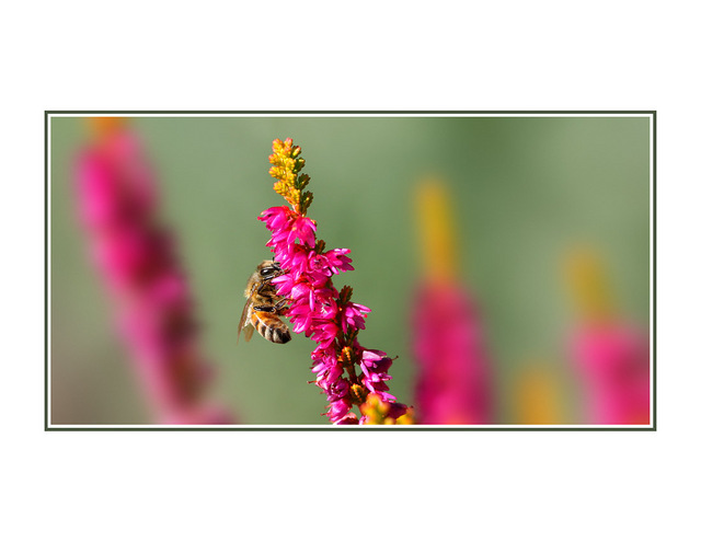 feeding bee Close-Up Photography