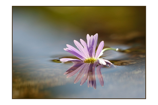 Floating Flower Close-Up Photography