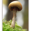 Mushroom At Lerwick - Close-Up Photography