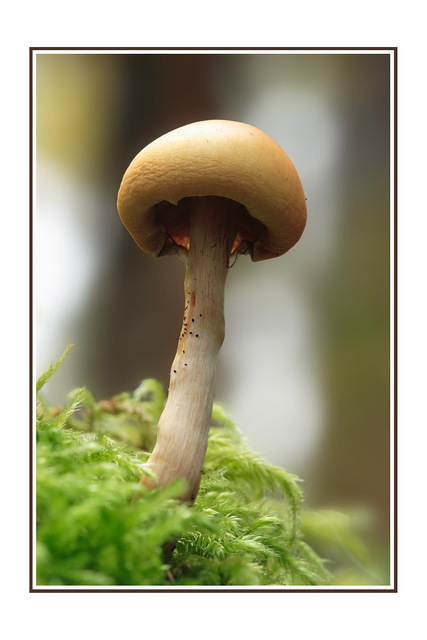 Mushroom At Lerwick Close-Up Photography