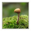 Little Mushroom - Close-Up Photography