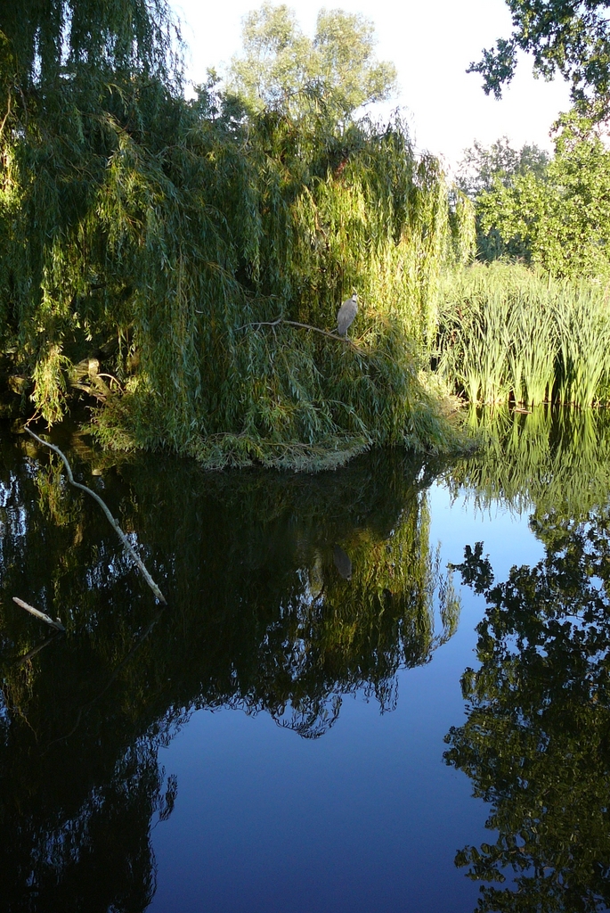 P1020312 - Vondelpark