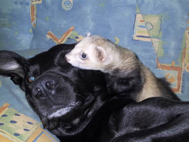 Resize of 225-2529 IMG - 