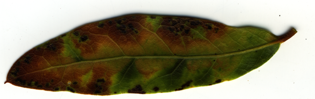 008 Oultertal RAW