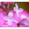 Lilac flowers - Close-Up Photography
