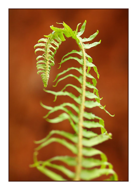 Seal Bay Fern Close-Up Photography