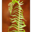 Seal Bay Fern - Close-Up Photography