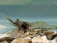 grassshrimp - 
