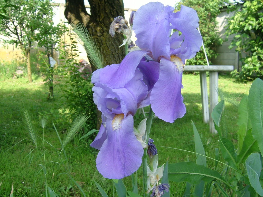 Iris - 