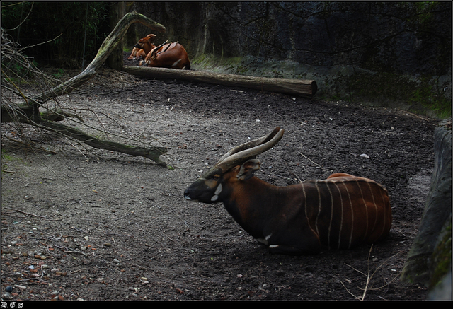 dsc 4645-border Burgers Zoo