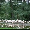 dsc 4700-border - Burgers Zoo