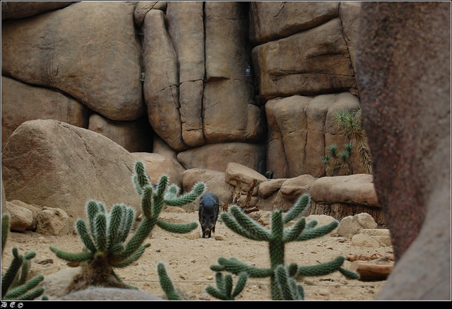 dsc 4757-border Burgers Zoo