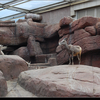 dsc 4770-border - Burgers Zoo