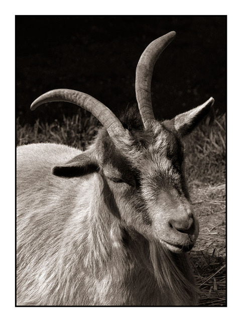 Coombs Goat Black & White and Sepia