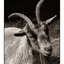 Coombs Goat - Black & White and Sepia