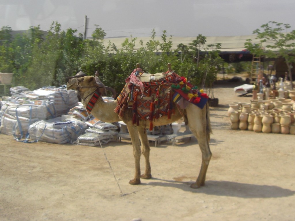 CIMG4815 - Vehicles in Holy Land