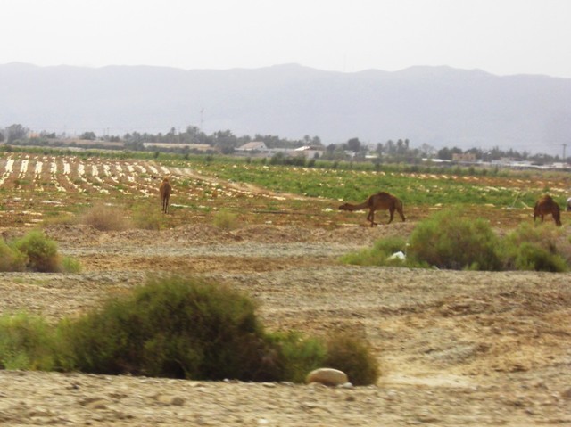 CIMG4810 Vehicles in Holy Land