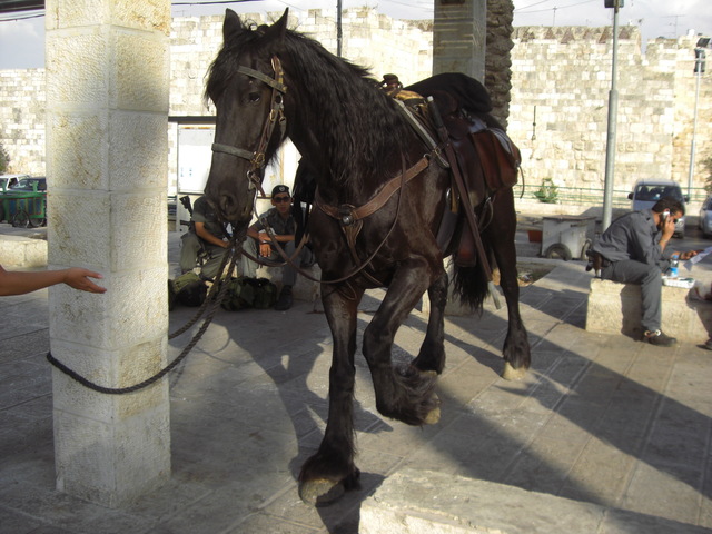 CIMG5035 JERUSALEM 2009