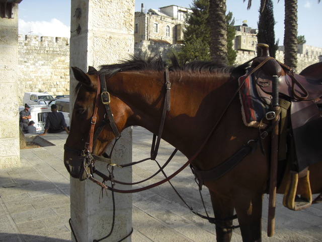 CIMG5033 JERUSALEM 2009