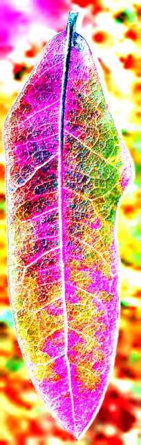 cool leaf 3 Picture Box