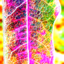 cool leaf 3 - Picture Box