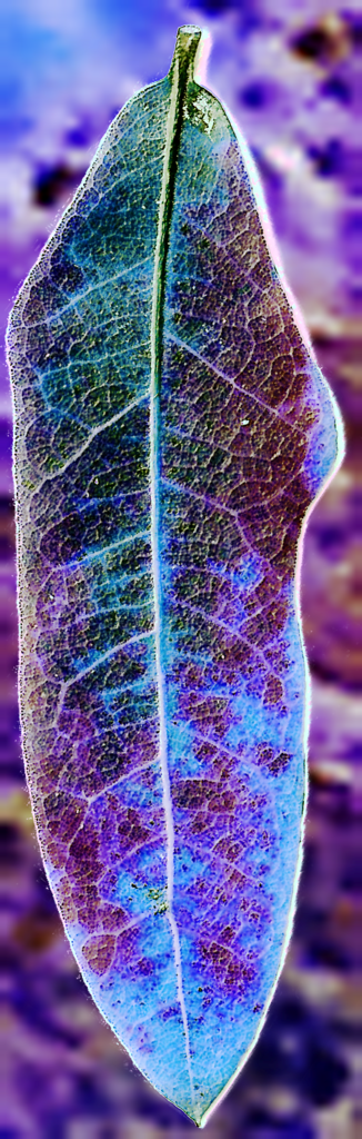 cool leaf 2 Picture Box