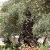 CIMG5166 - JERUSALEM 2009