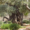 CIMG5151 - JERUSALEM 2009