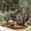 CIMG5148 - JERUSALEM 2009