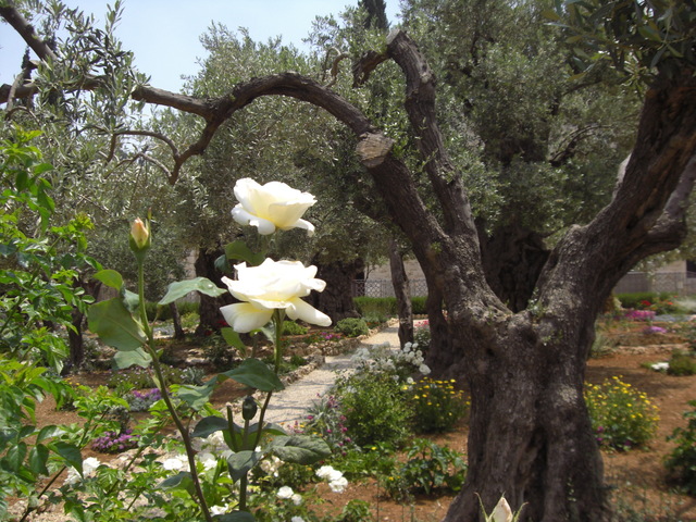 CIMG5220 JERUSALEM 2009