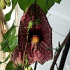 P1090557 - orchideÃ«en