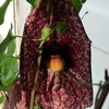 P1090557b - orchideÃ«en