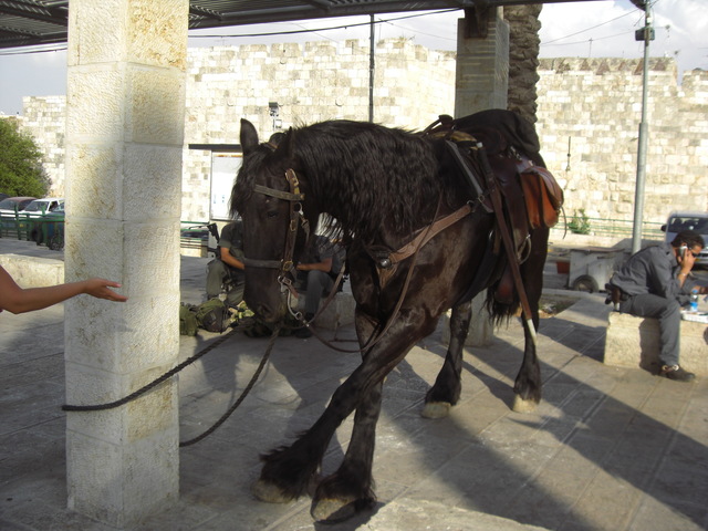 CIMG5034 Vehicles in Holy Land